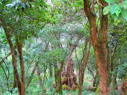 500 Year Old Tree Kodaikanal